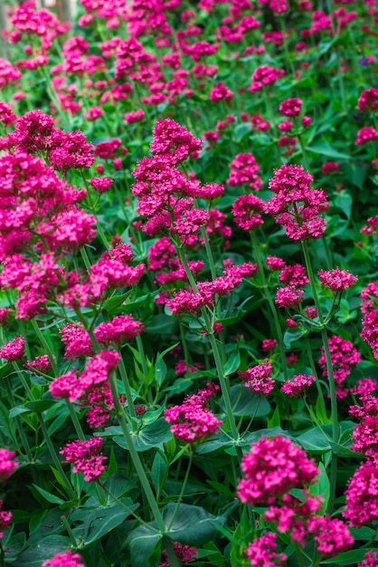 Valeriana rossa in giardino