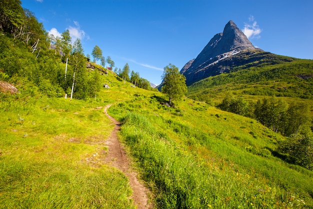 Valle con erba verde e paesaggio di alberi