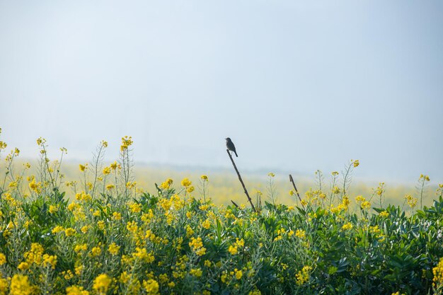 Valle dei fiori gialli