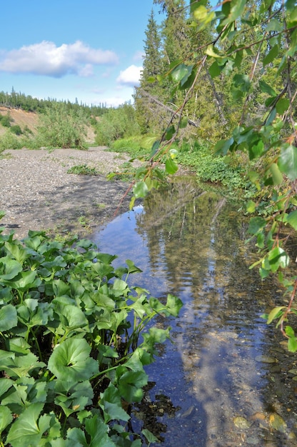 Valle del fiume negli Urali polari