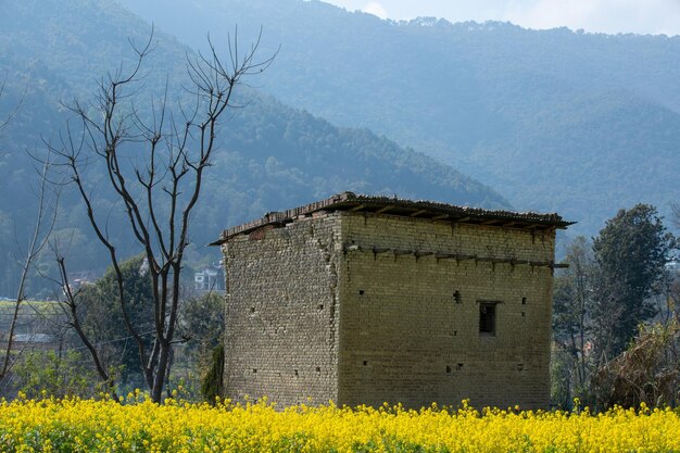 Valle della Camera del fiore giallo