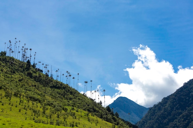 Valle di Cocora con gigantesche palme da cera vicino a Salento Colombia