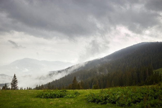 Valle di montagna durante il giorno piovoso colline nebbiose di montagna Estate nei Carpazi Ucraina