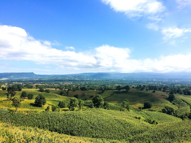 Valle di montagna Paesaggio estivo naturale