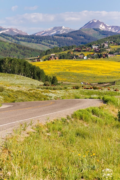 Valle ricoperta di fiori di campo gialli in Colorado.