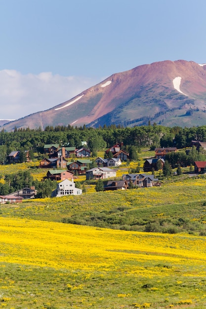 Valle ricoperta di fiori di campo gialli in Colorado.