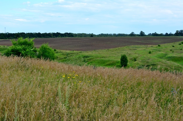 valle verde con campo agricolo all'orizzonte ed erba verde in primo piano in una giornata nuvolosa