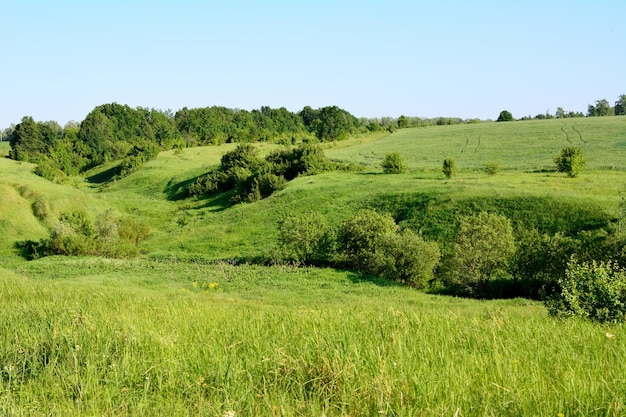 valle verde con colline e alberi verdi e cielo blu limpido spazio di copia