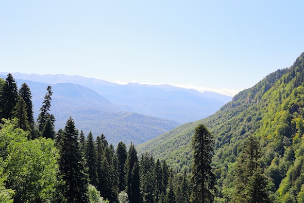 Valle verde del paesaggio della montagna il giorno di estate