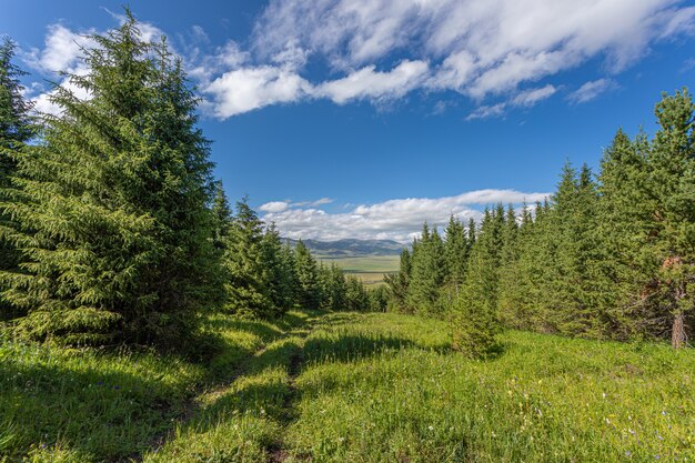 Valle verde e bosco di conifere