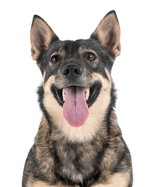 Vallhund svedese in studio