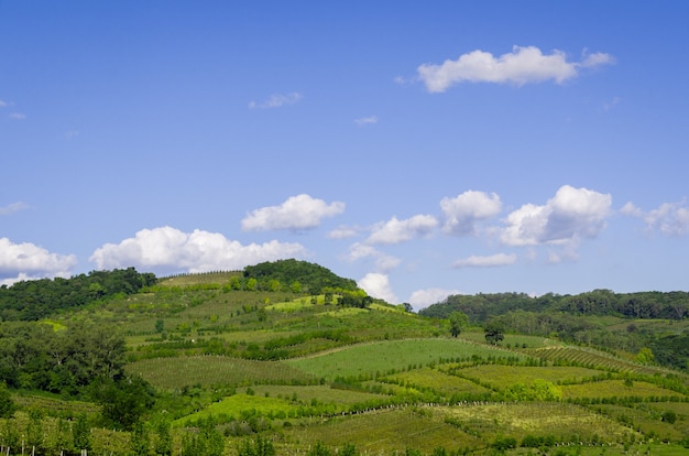 valli dei vigneti in brasile