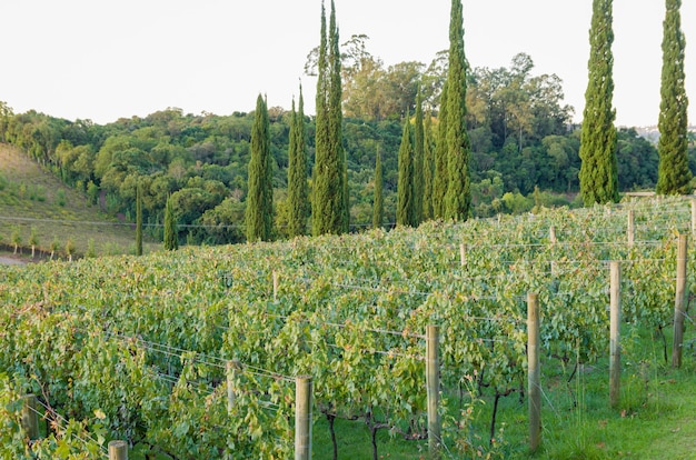 valli dei vigneti in brasile