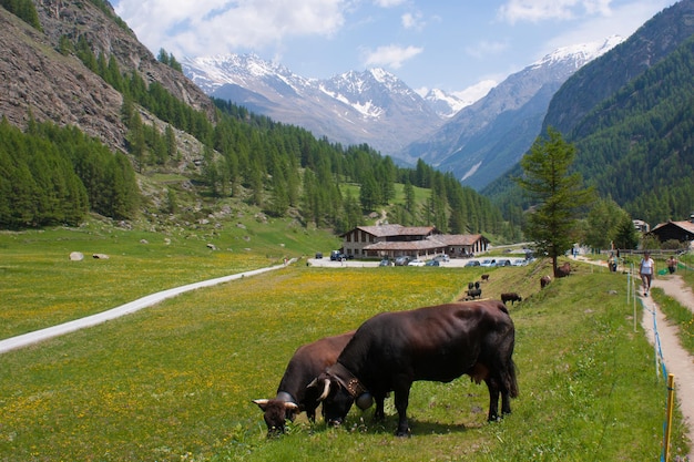 Valnonteycogne val d'aostaitaly