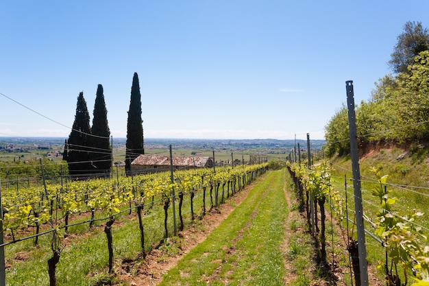 Valpolicella colline paesaggio, zona di viticoltura italiana, Italia. Paesaggio rurale