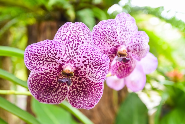 Vanda orchidea con foglie