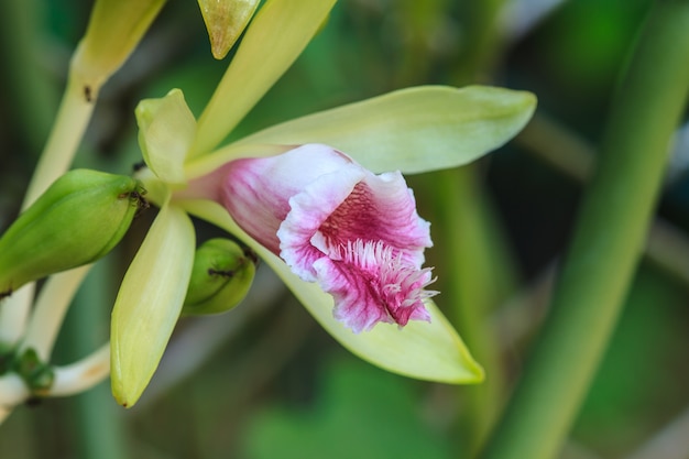 Vanilla pilifera Orchidee selvatiche di specie rare