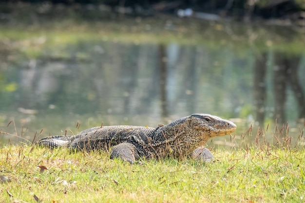 Varanus salvator monitor dell'acqua asiatico