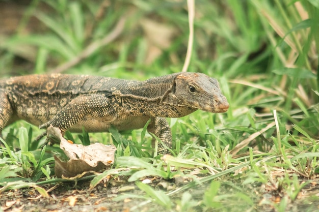 Varanus salvator striscia nell'erba in cerca di cibo