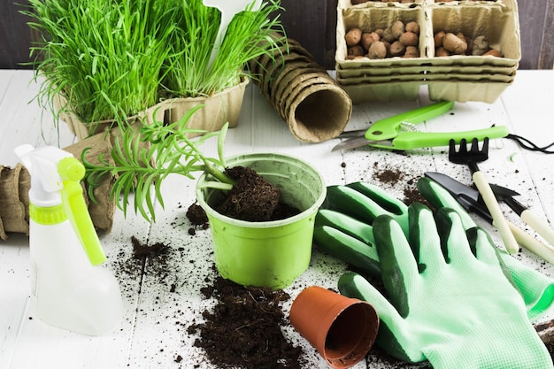 Vari accessori da giardinaggio con erba verde e succulente su tavola di legno bianca