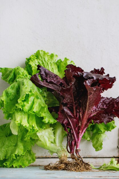 Vari di insalata di foglie