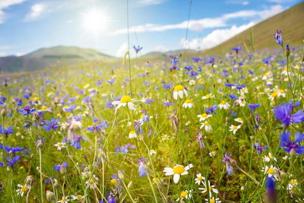 Vari fiori selvatici in un bellissimo campo estivo illuminato dal sole