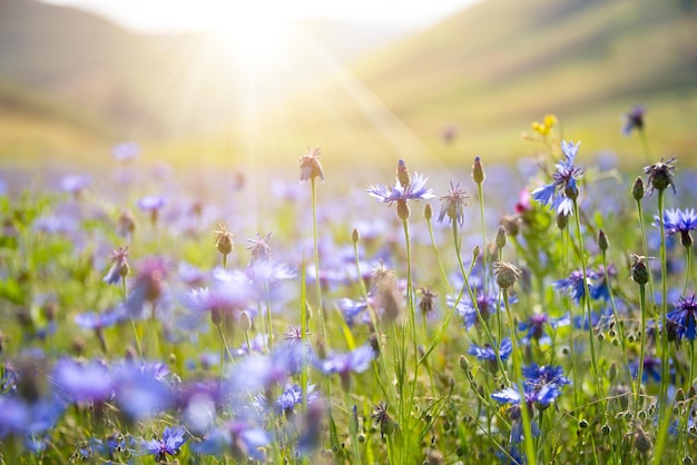 Vari fiori selvatici in un bellissimo campo estivo illuminato dal sole