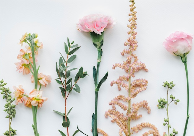 Vari fiori su sfondo bianco