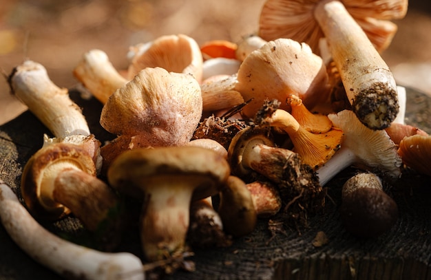 Vari funghi freschi su un ceppo nella foresta autunnale.