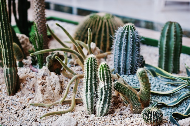 Vari tipi di cactus nella grande sala.