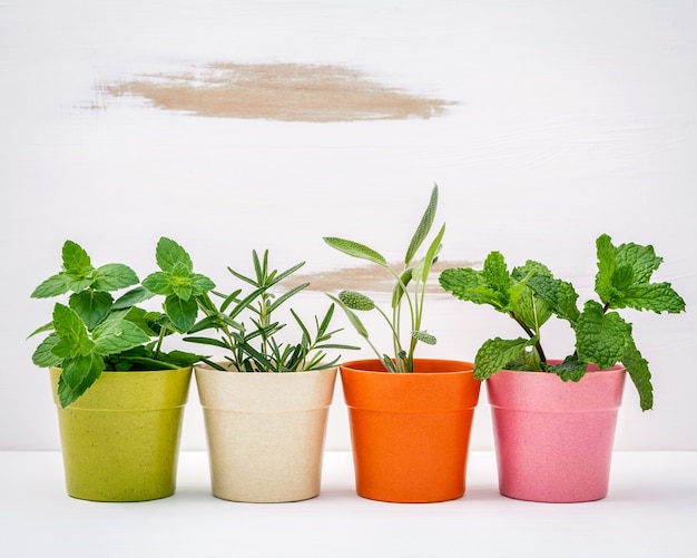 Vari tipi di erbe giardino in vaso colorato con sfondo bianco in legno squallido.