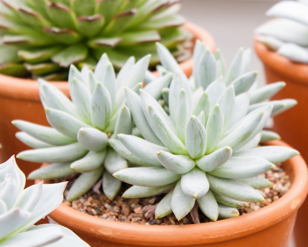 Vari tipi di succulenti in vasi da fiori in serra