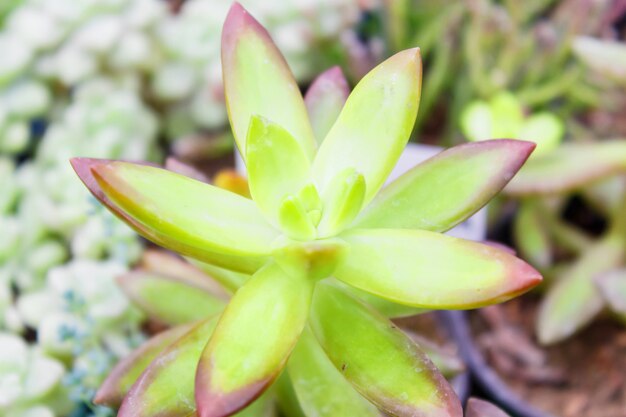 Vari tipi di succulenti in vasi da fiori in serra