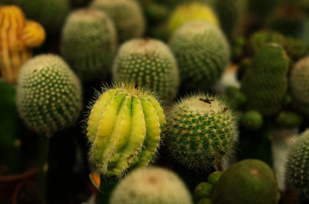 Vari tipi di vasi di cactus verdi nel negozio