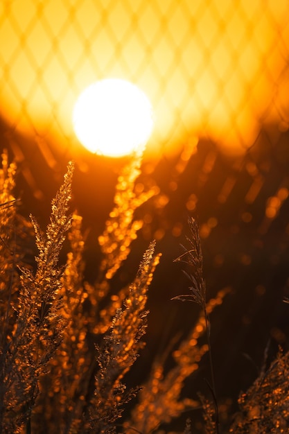 varie erbe di campo e fiori sullo sfondo del sole al tramonto