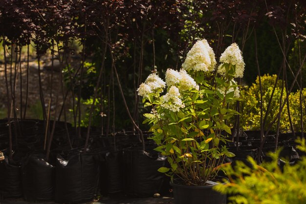 Varie piante coltivate per essere vendute al mercato verde all'aperto Bellissimi fiori in vaso che sbocciano attirando i clienti