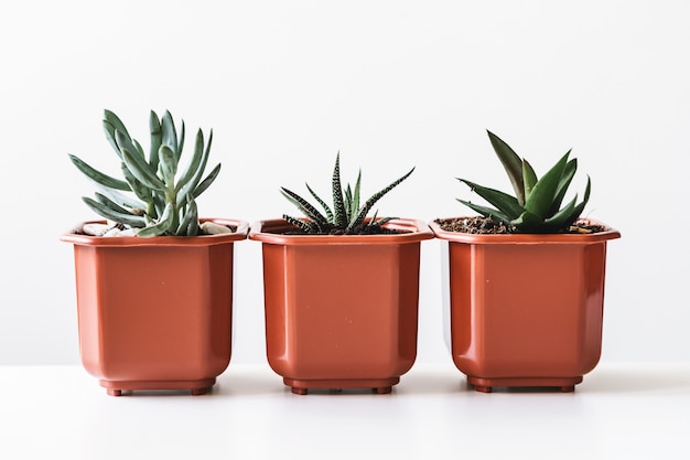 Varie piante di cactus e succulente in vaso