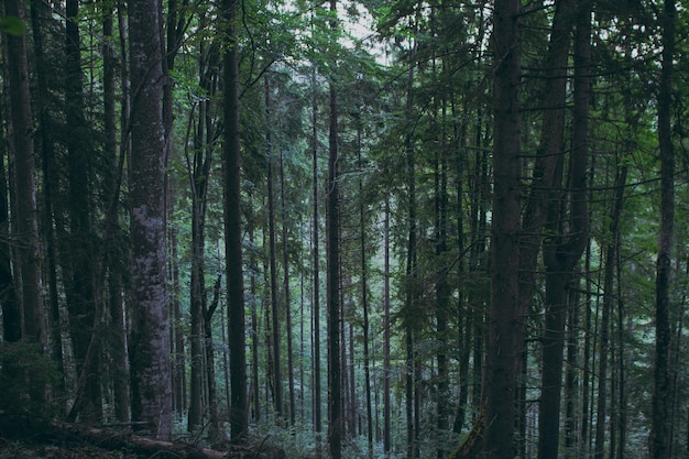 Varie piante forestali e montane