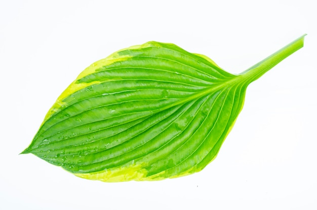 Varie varietà di foglie di hosta isolate su sfondo bianco. Foto dello studio.