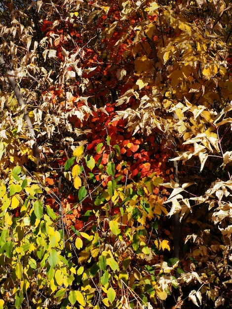 varietà di colori autunnali