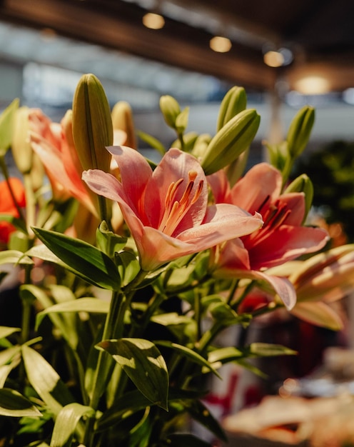 Varietà di fiori colorati per la decorazione.