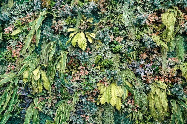 Varietà di foglie verdi con piante decorative sul muro