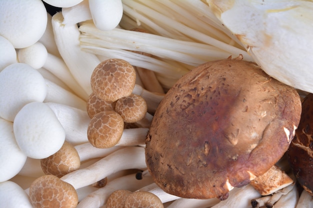 Varietà di funghi in un cesto, in primo piano e in testa