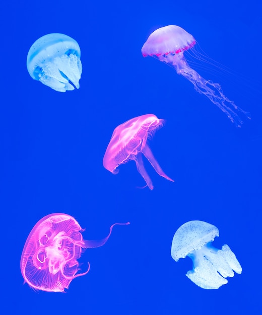 Varietà di meduse su sfondo blu, belle meduse