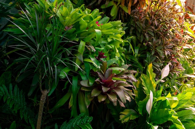 Varietà di piante tropicali closeup immagine di sfondo