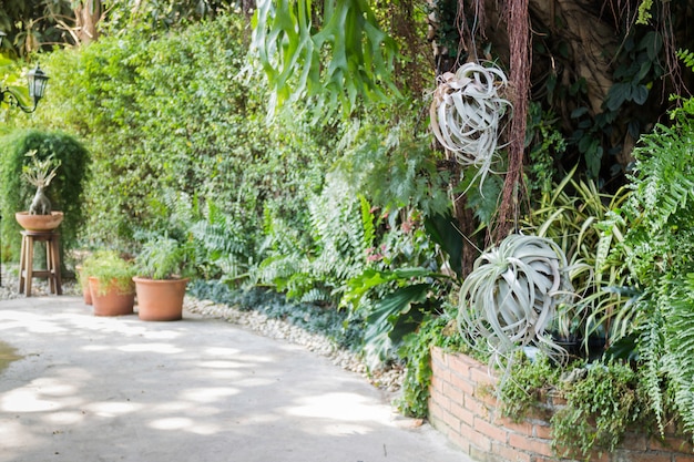 Varietà di piante verdi in giardino all&#39;aperto