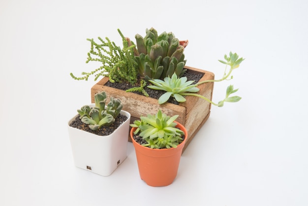 varietà di piccole piante succulente in vaso di legno per casa decorativo isolato su sfondo bianco