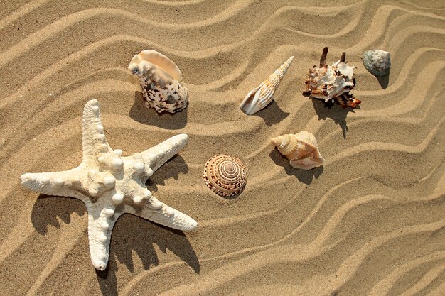 Varietà di stelle marine e conchiglie di diverse forme e colori sulla costa sabbiosa del mare in estate