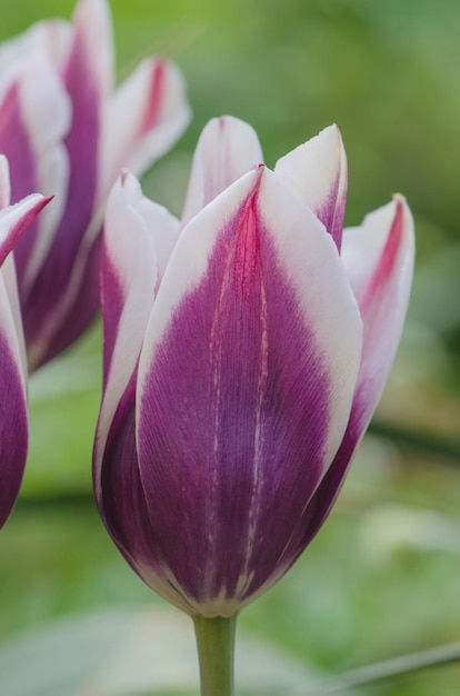 Varietà di tulipani Ballata Fiore di tulipano in giardino