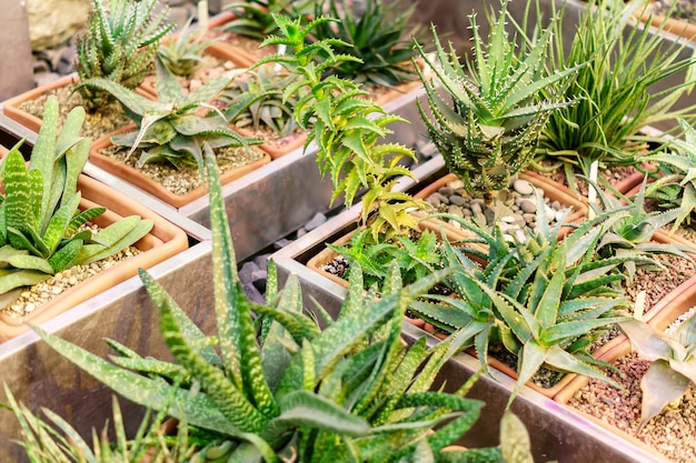 Varietà differenti di aloe vera cactus in vasi da fiori, natura